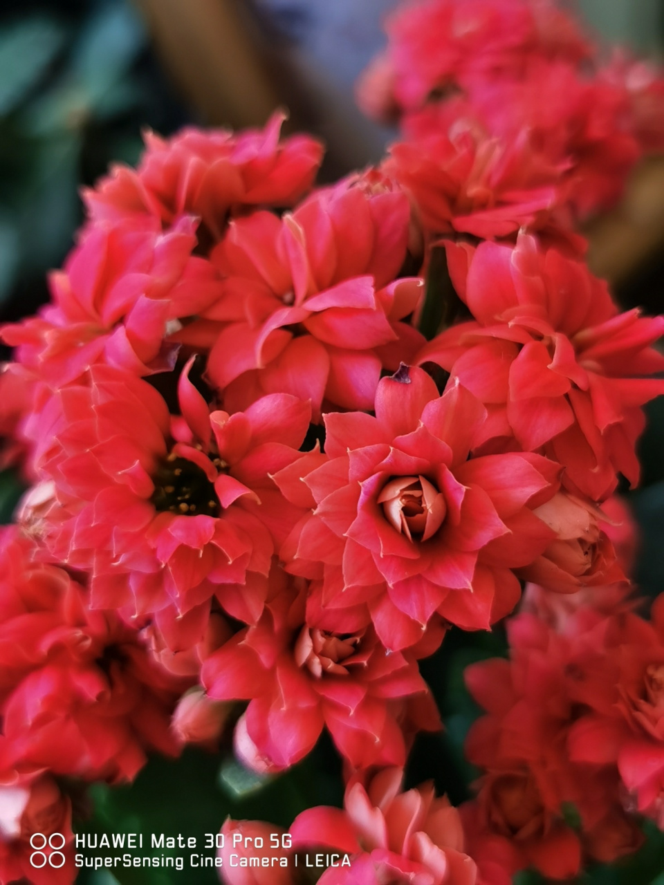 长寿花-红袖 红袖也是很美的!