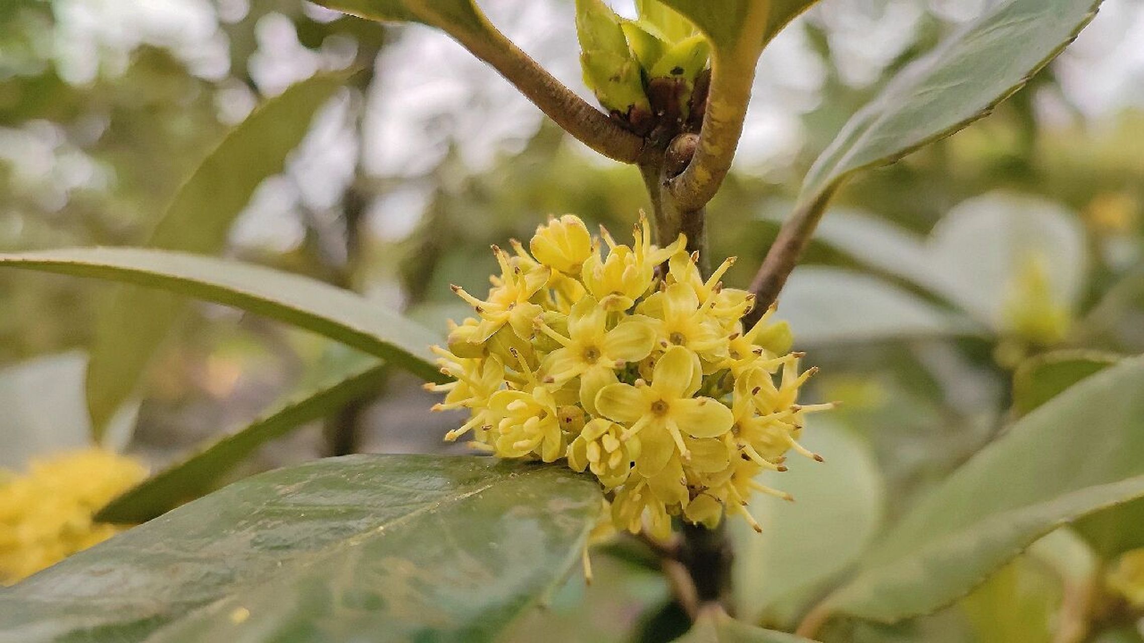 植物园里的苦丁茶树开花了,远远地看感觉有点像石楠花,也有点像琼花