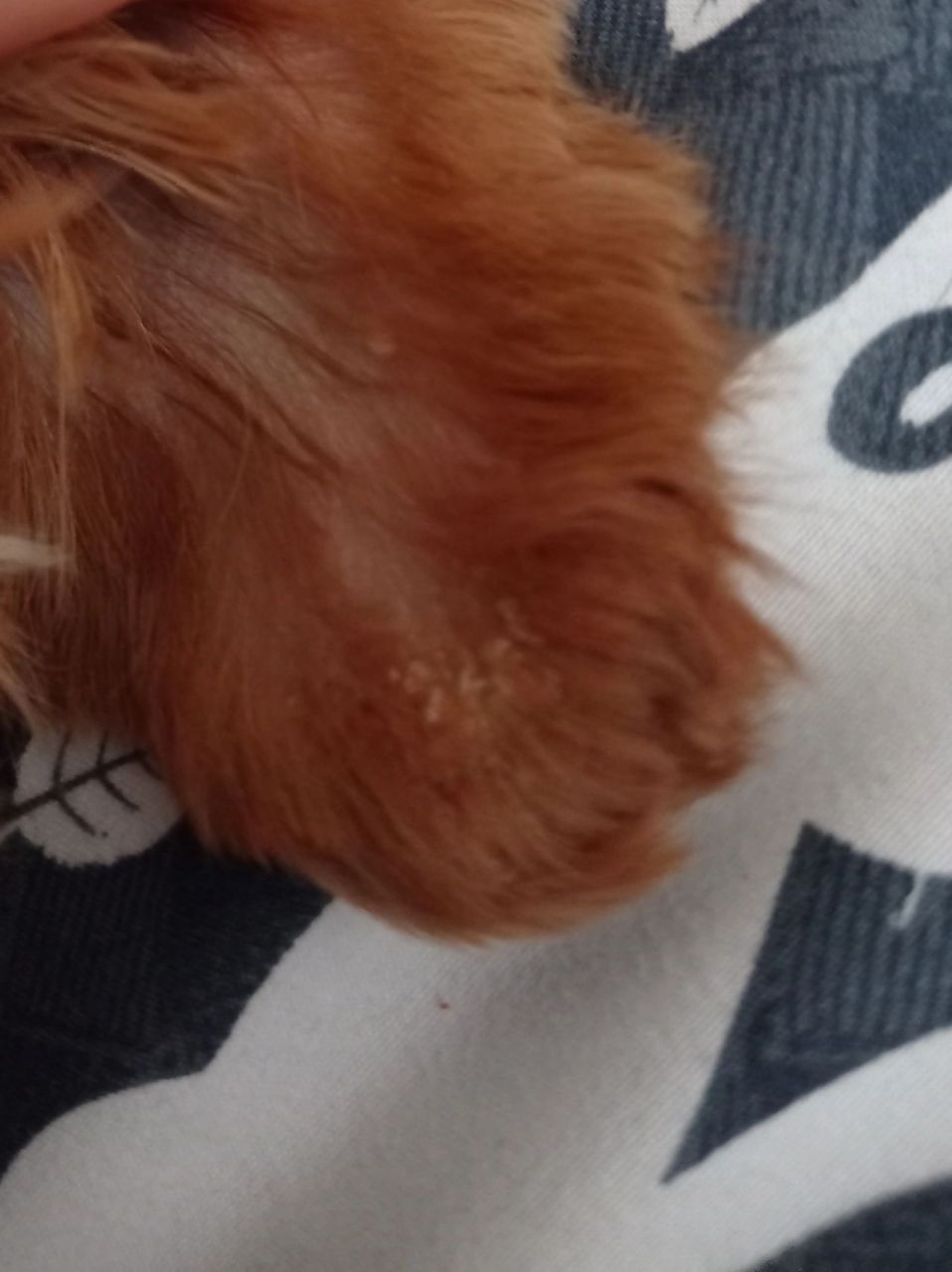 狗狗耳朵白色结痂  友友们,狗子耳朵上有很多白色结痂,用什么药会好呀