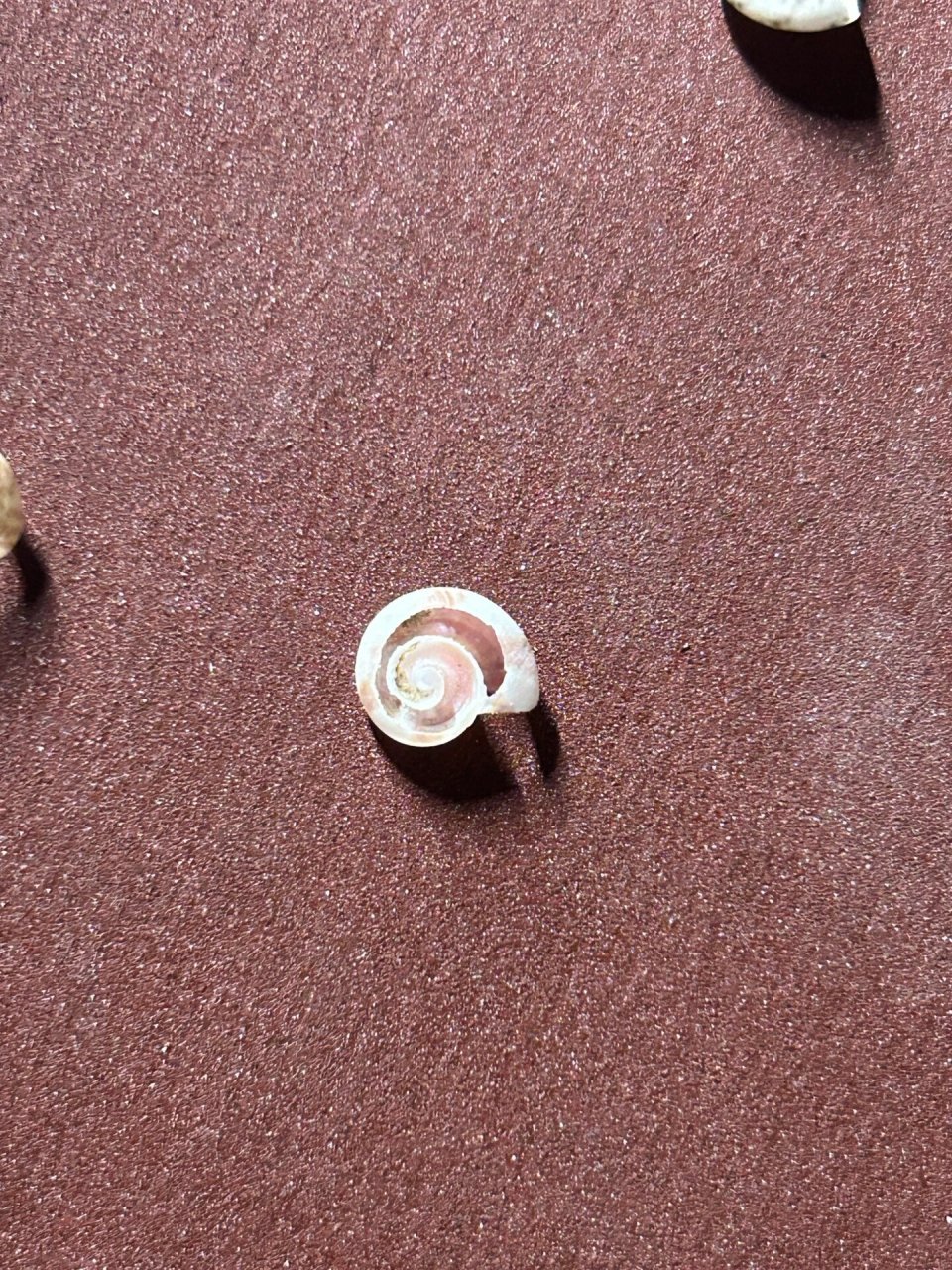 绘画素材|终于知道了蜗牛壳内部结构 为了画个蜗牛,网上找半天蜗牛壳