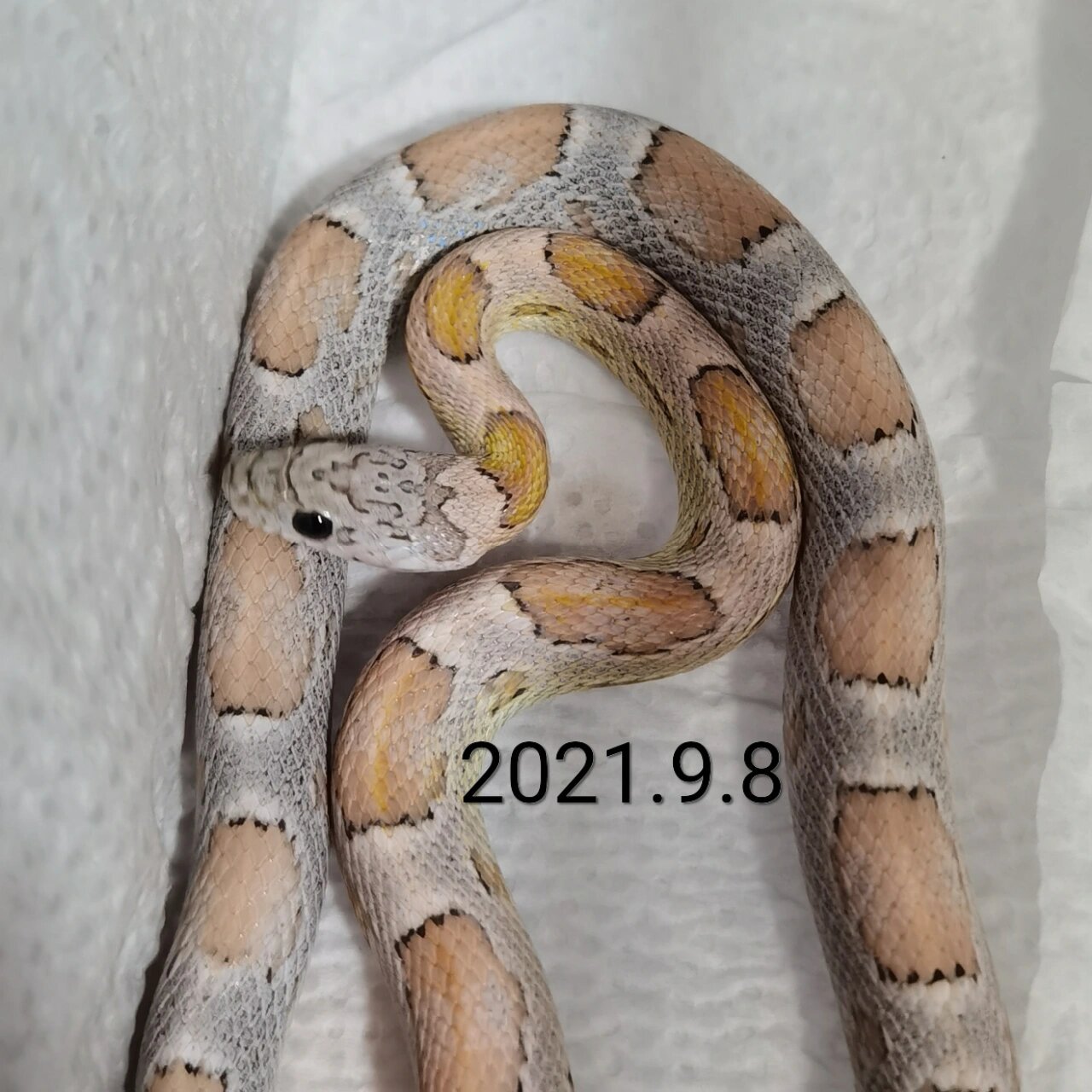 玉米蛇苗子到压成的变化 碳黑日吻圈