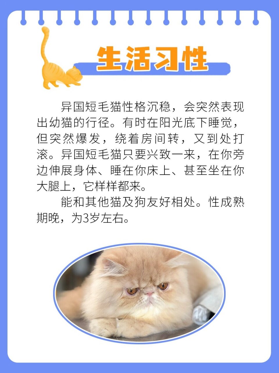 加菲猫的性格图片