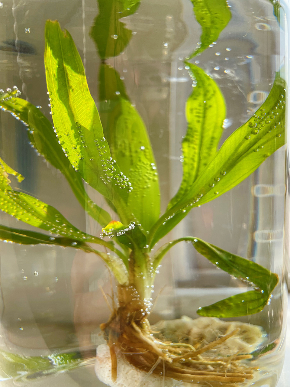 孔雀鱼晒晒太阳,水草在生产氧气 下午太阳又晒进来了,给孔雀鱼晒晒