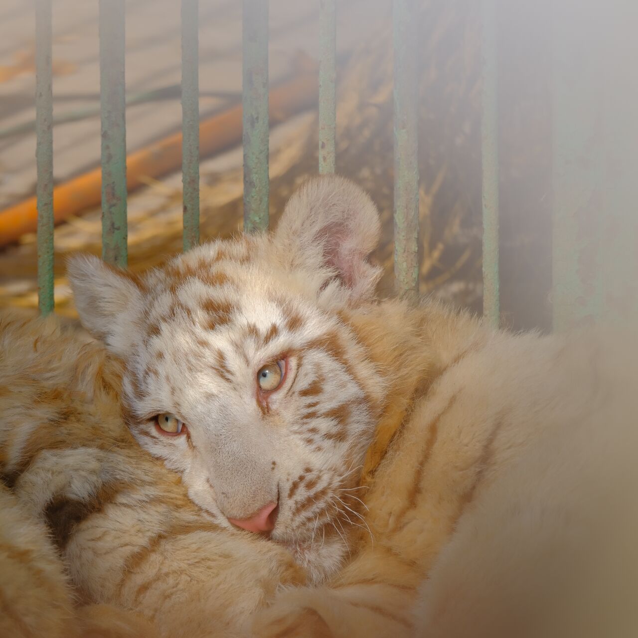 南京珍珠泉动物园能不能整改一下.