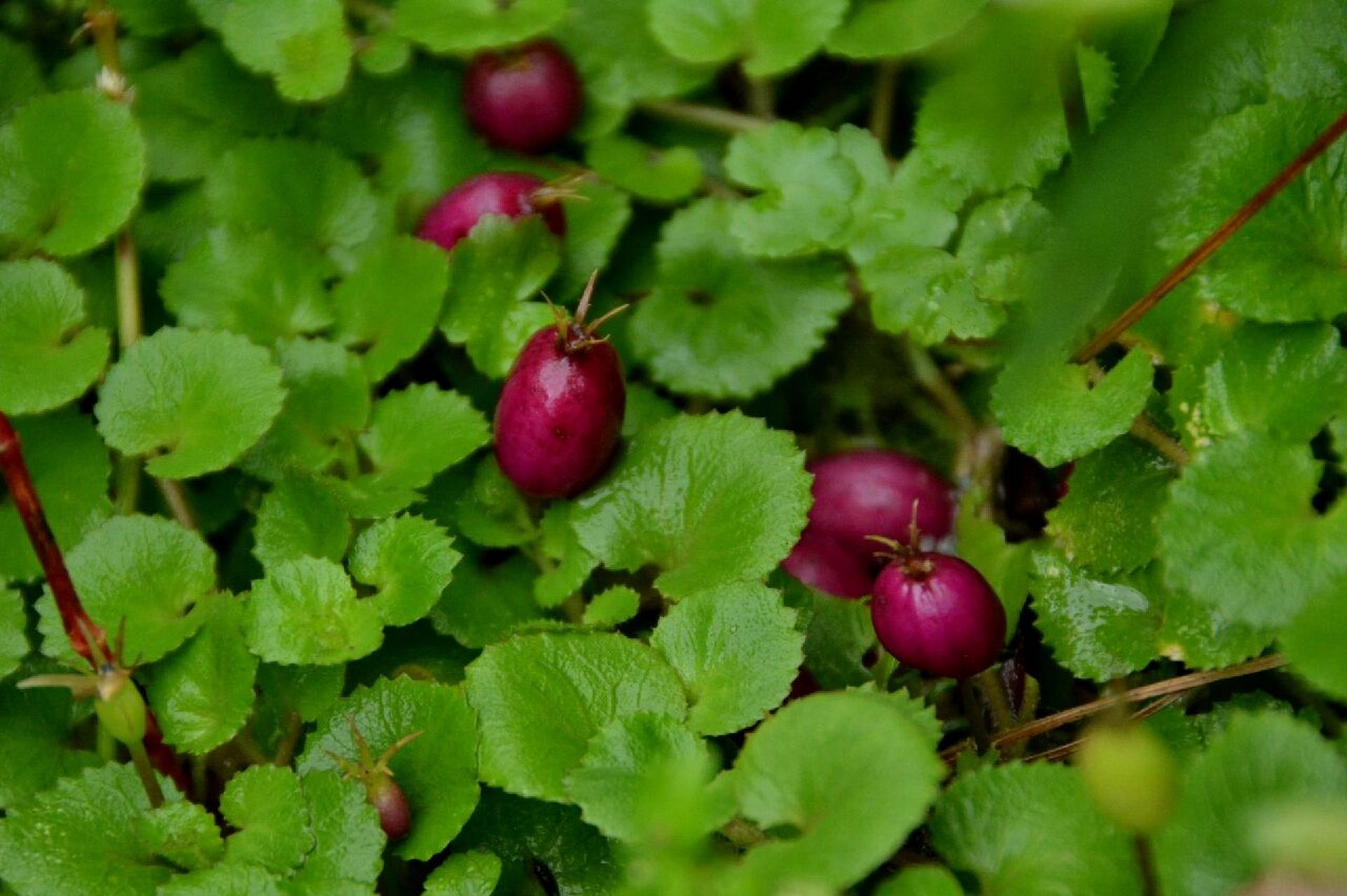 铜锤玉带草:我有小铜锤,捶在你的审美点上 这是"缙云山物种科普系列"