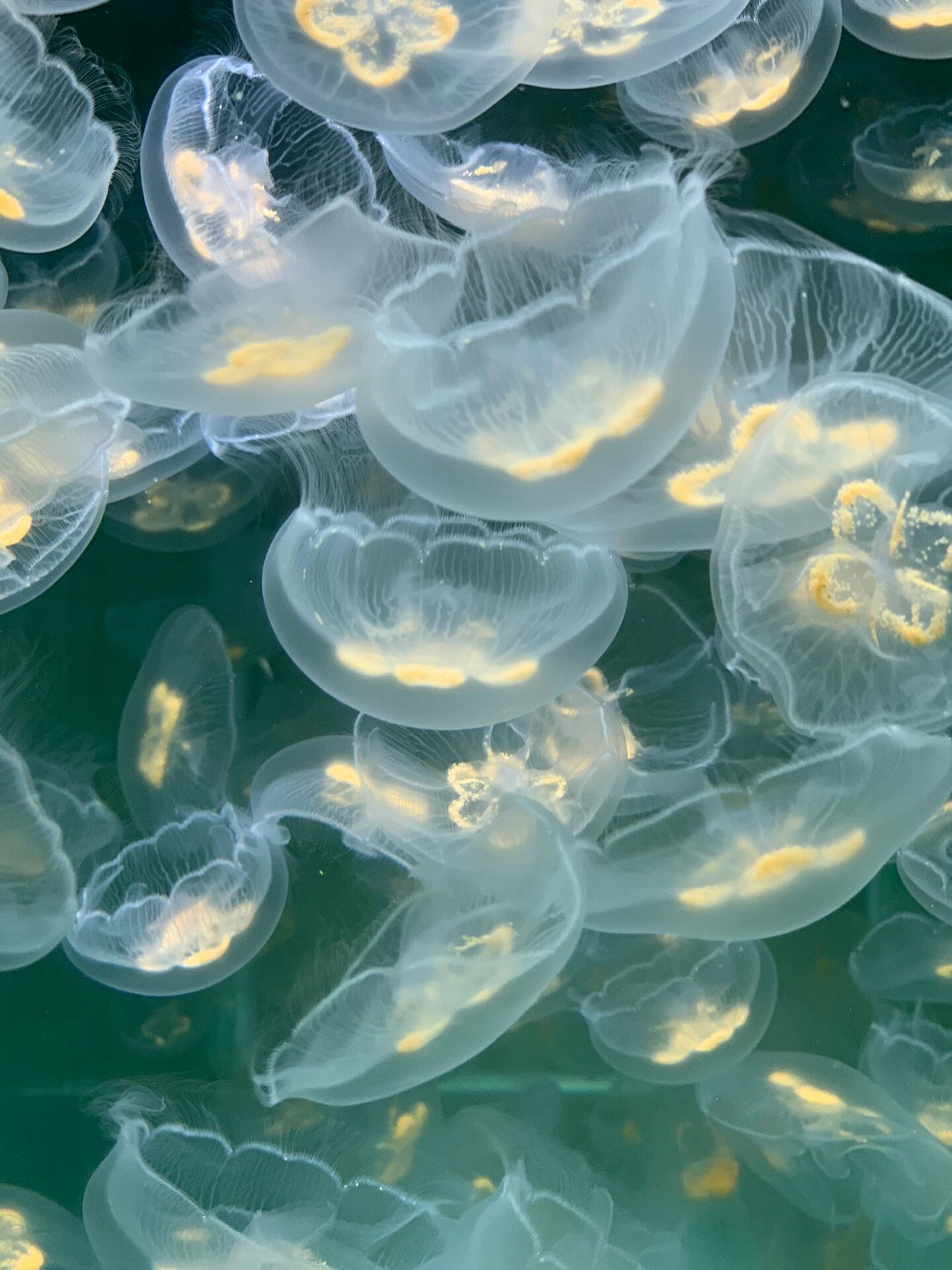 新手先养海月水母