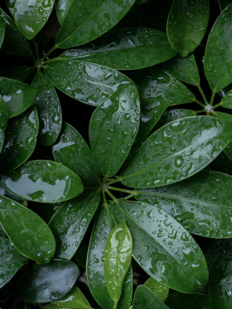 下雨天适合拍摄护眼壁纸 看起来就很安静的颜色,还有水露,很适合自己