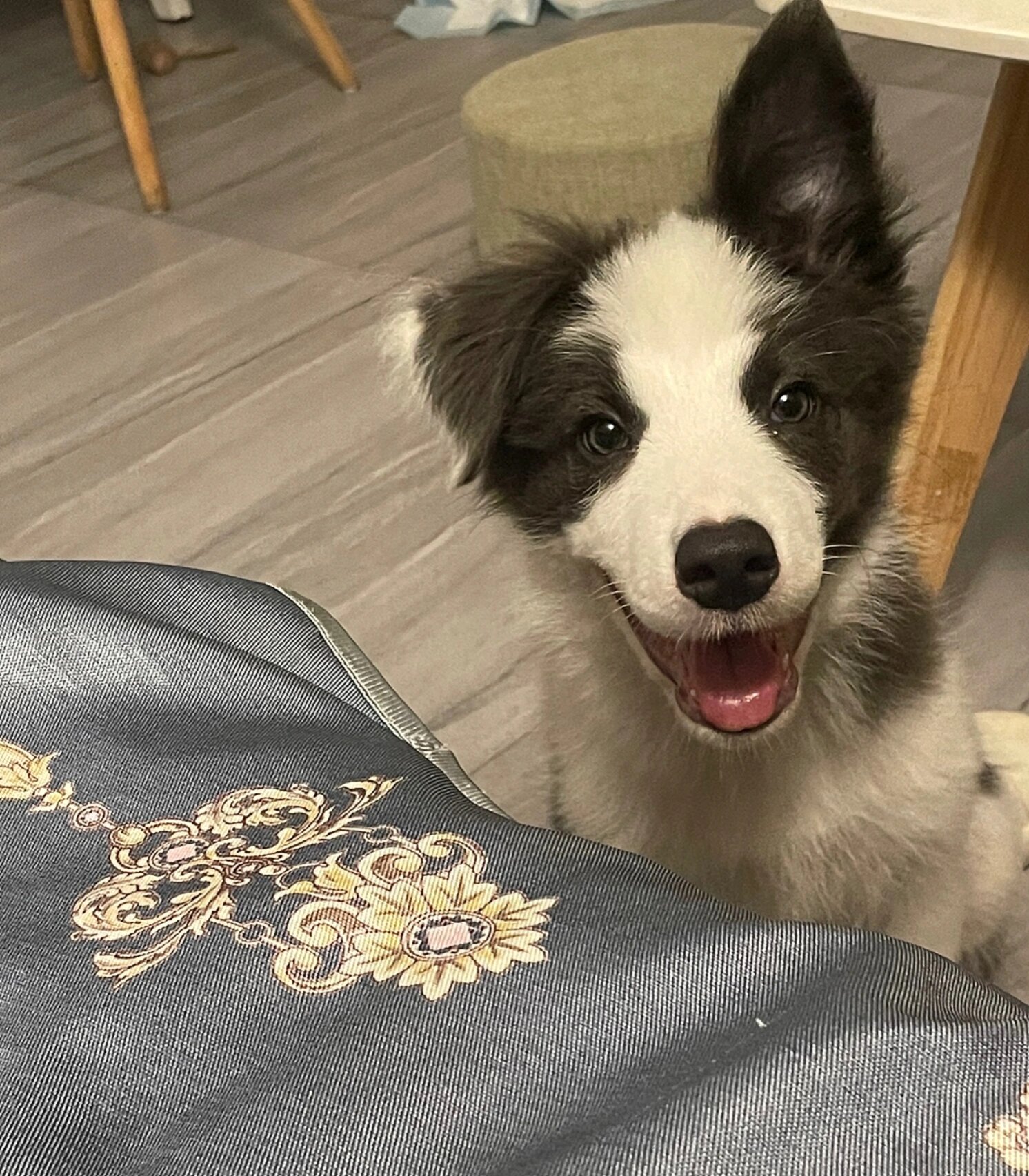 边牧四个多月耳朵这样正常吗 各位边牧资深家长求解,我家毛孩耳朵三个