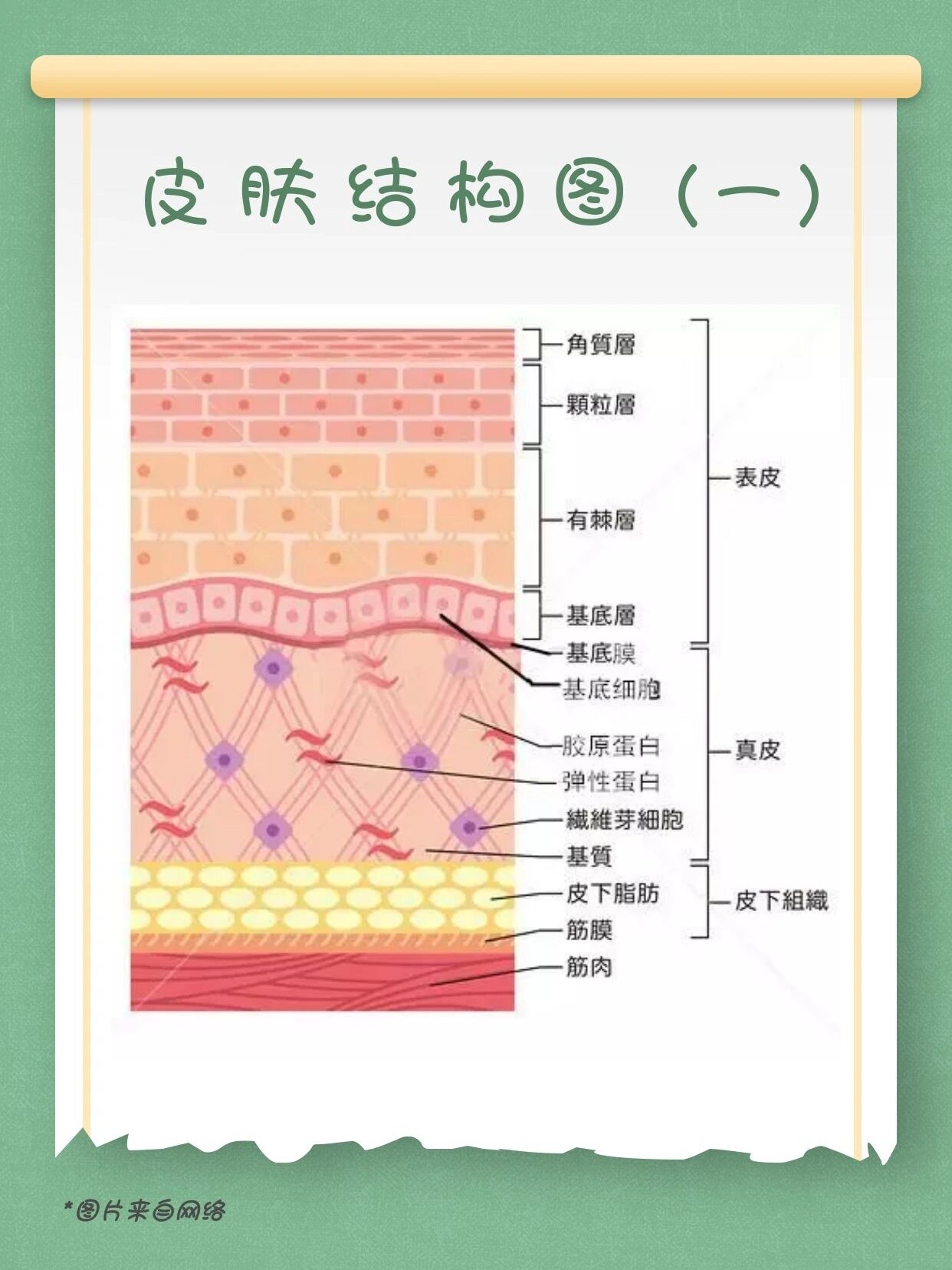 两分钟带你了解皮肤结构,拒绝无效护肤!