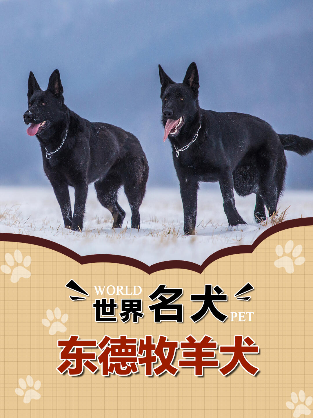 n.047世界名犬|东德牧羊犬 狼青犬图鉴