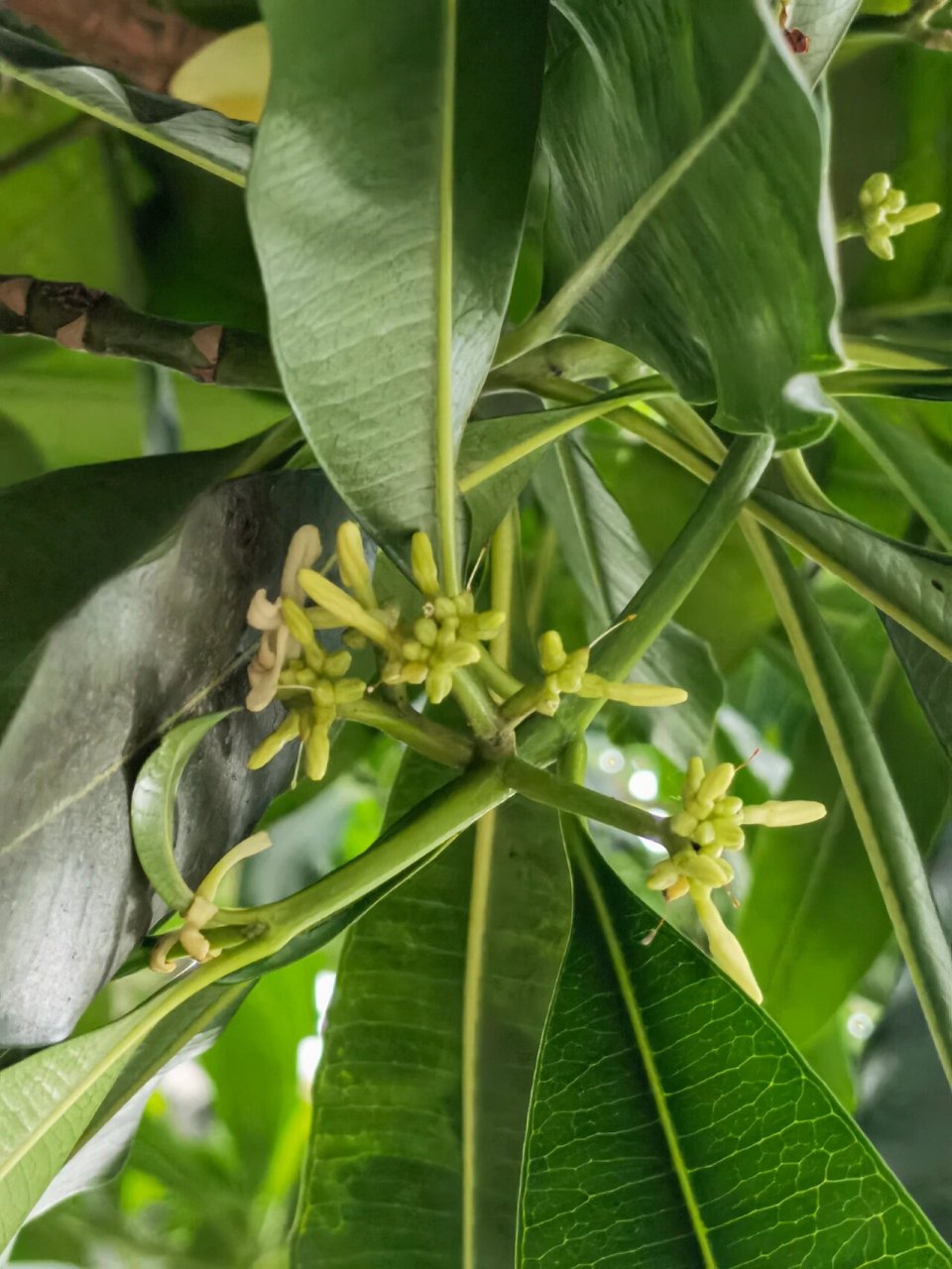 喜欢94,欣赏94-古城玫瑰树9595 古城玫瑰树 又名红玫瑰木