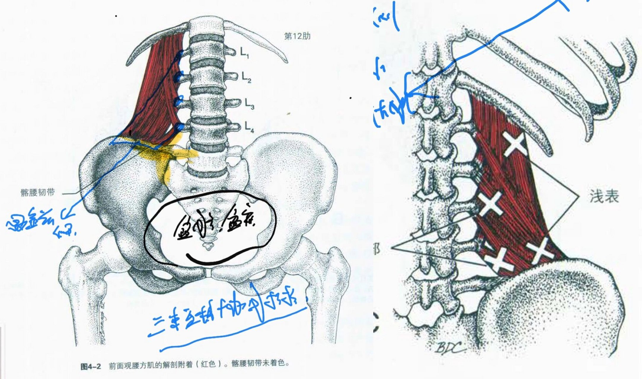 腰方肌解剖图图片