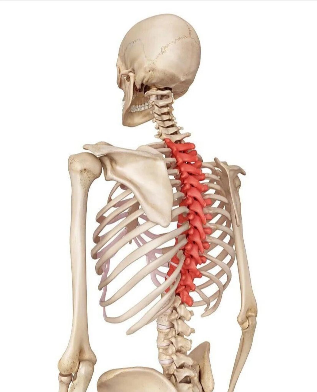 要判断是这3个方面的原因  后背脊柱的中间出现疼痛,这个应该优先考虑