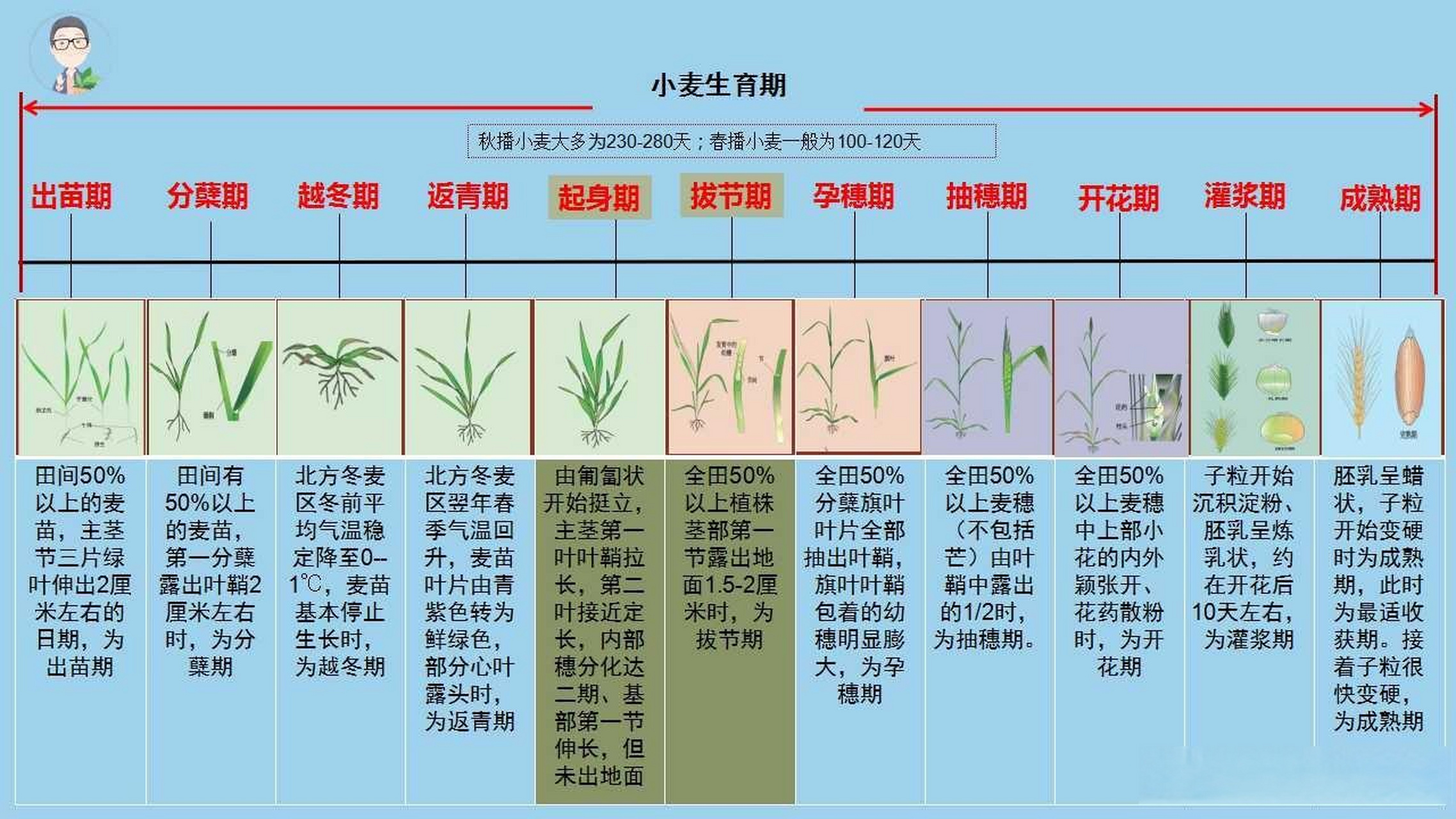 幼穗分化各时期图片图片