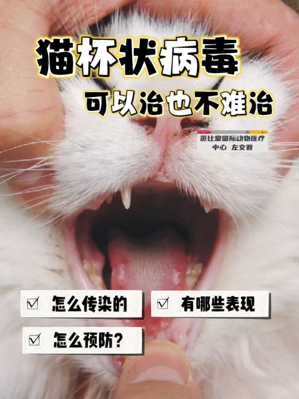 🐱猫杯状病毒如何治疗? 🤔🐱什么是猫杯状病毒❓ 👉在分类