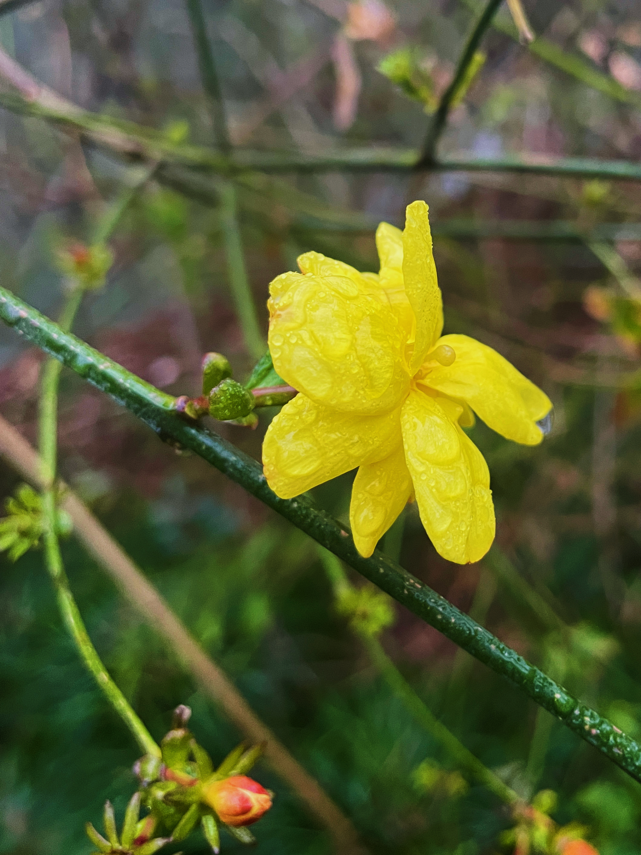 迎春花开春临门.#寻访春天的故事