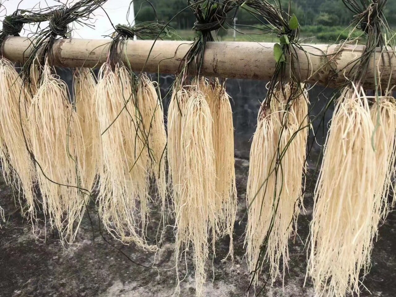 养肝草又称丝线根,龙须根.