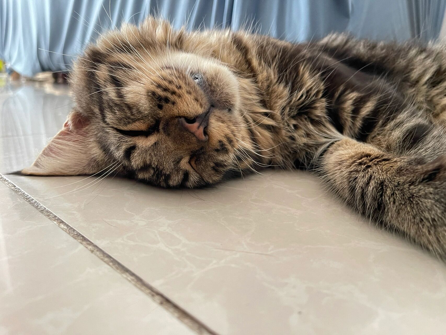 猫咪这样的睡姿是不是身体不舒服呢?平时睡觉不是这个表情
