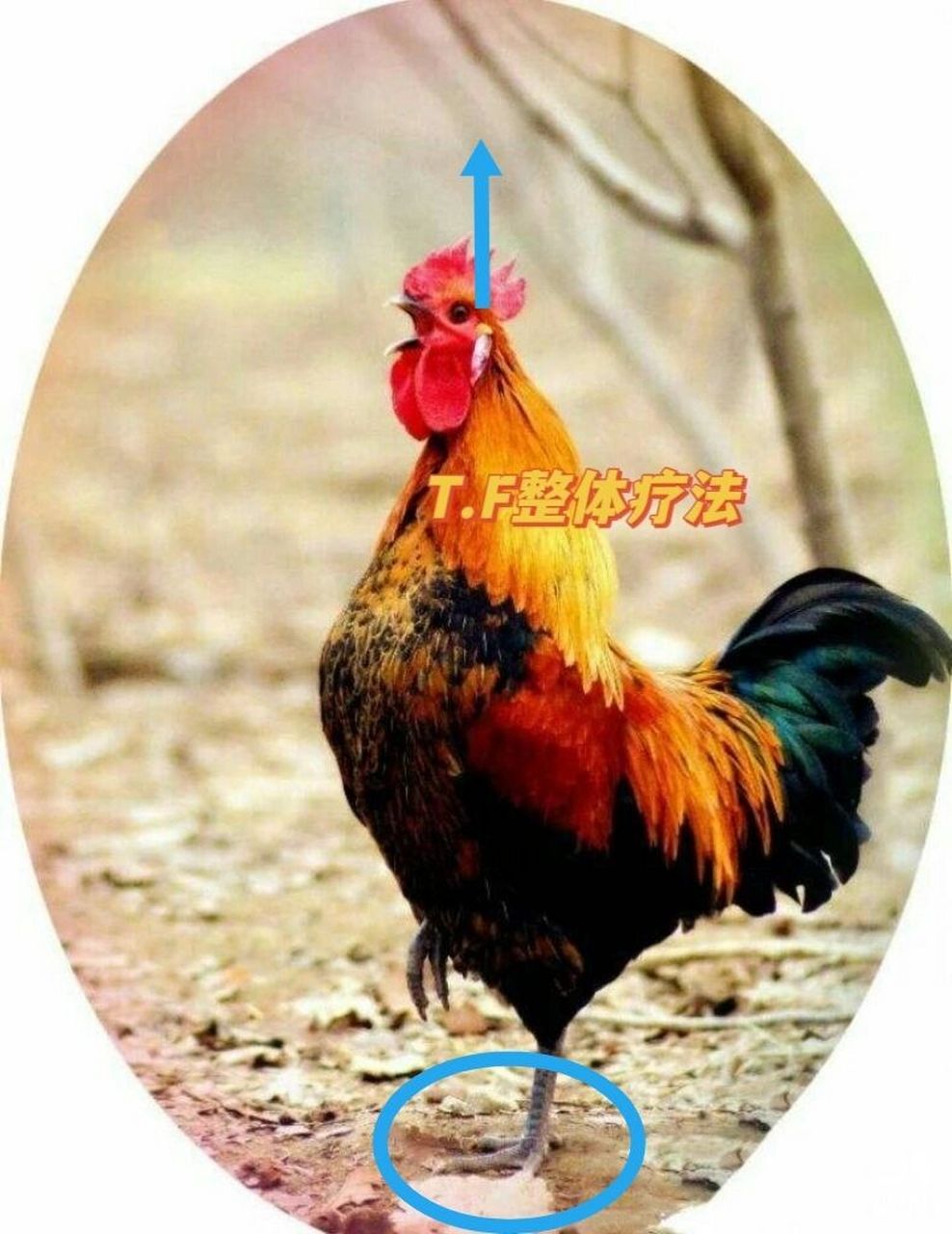 练习"金鸡独立"有什么好处? 我们观察"鸡"在休息时,也是独立在那歇着.
