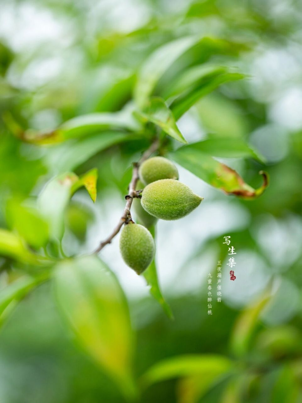 醉仙桃果实图片