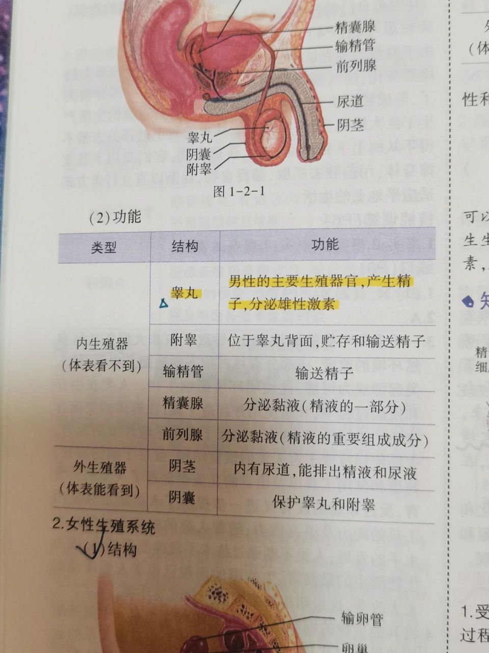 七下生物人的生殖 生殖系统