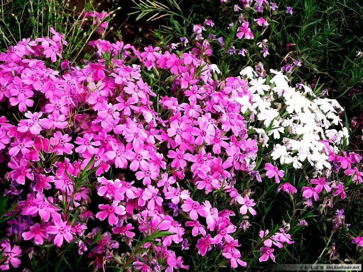 [矮雪轮]—春季花卉(一,二年生花卉)