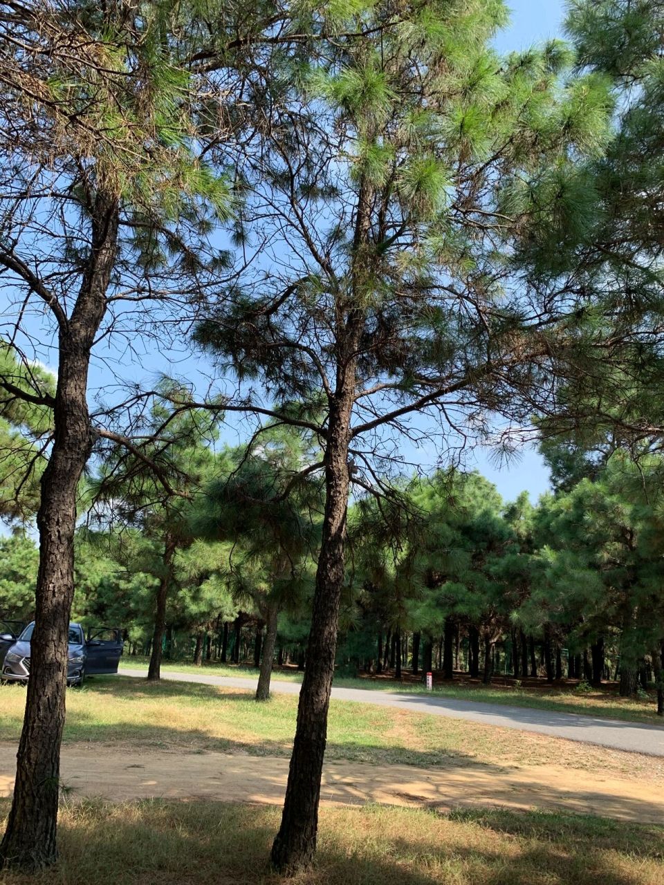 连云港东海青松岭 东海青松岭也叫东海森林公园,位于江苏省连云港市