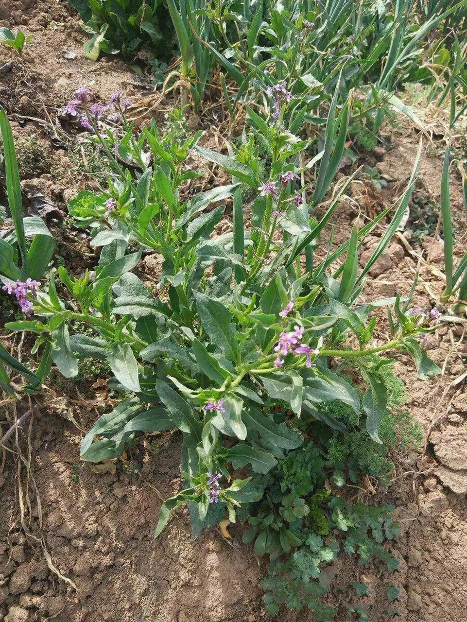 图萝卜丁野菜图片