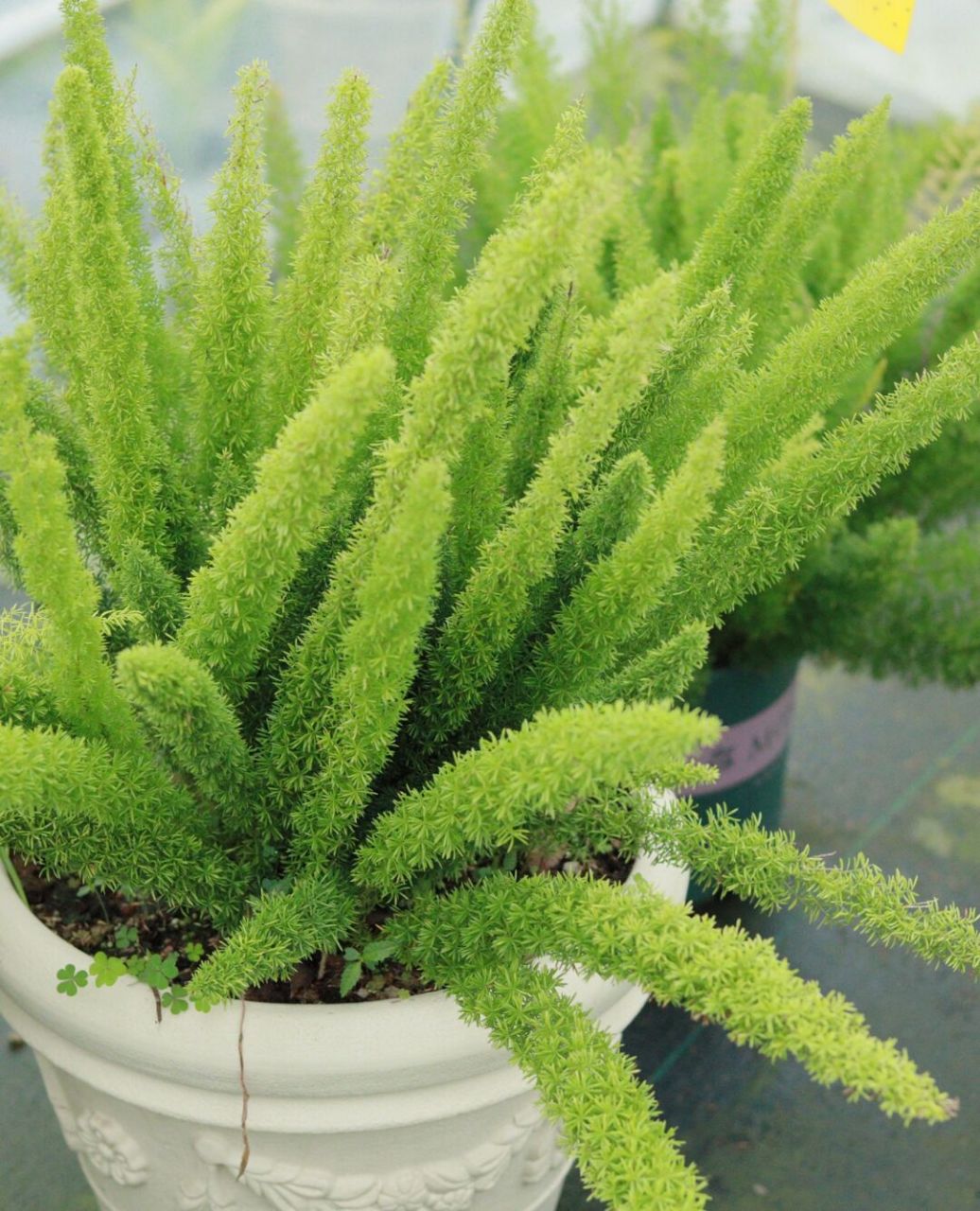 狐狸尾巴已经露出来了哦02早安呀～ #狐尾天门冬# #云之垚花卉