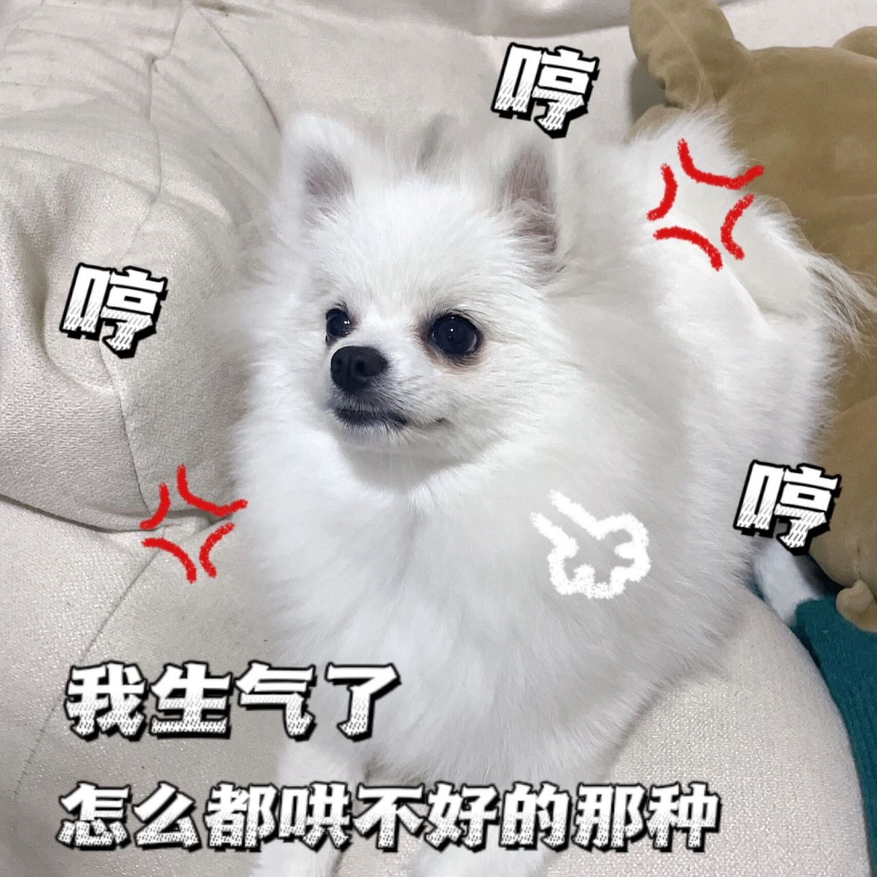 分享一波我家博美宝宝表情包 我家修狗表情实在太丰富啦.