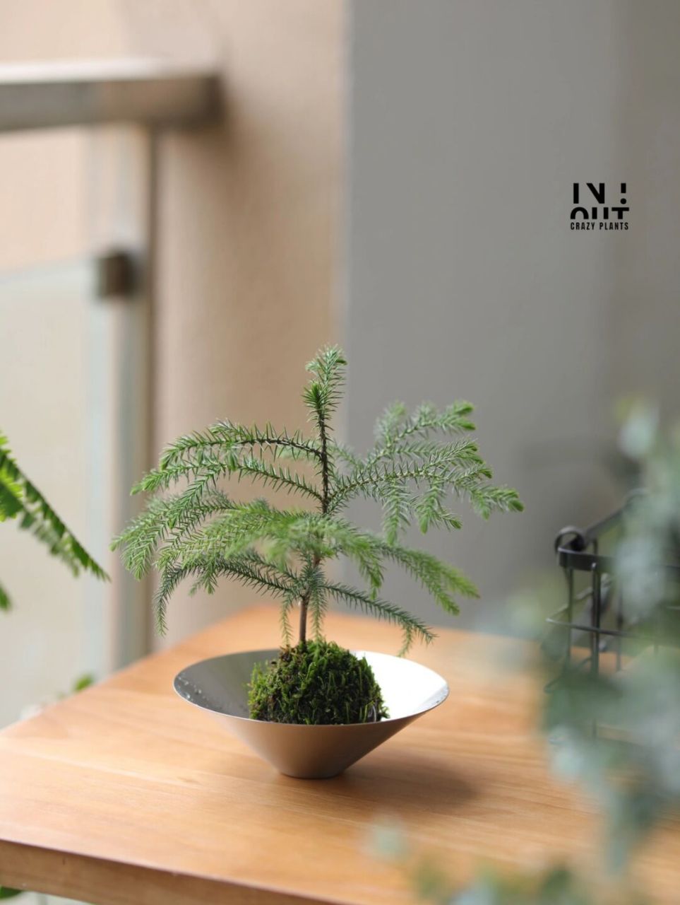 南洋松苔藓球微景观桌面盆栽 把冬天的圣诞树装进夏天里,南洋杉可咸可