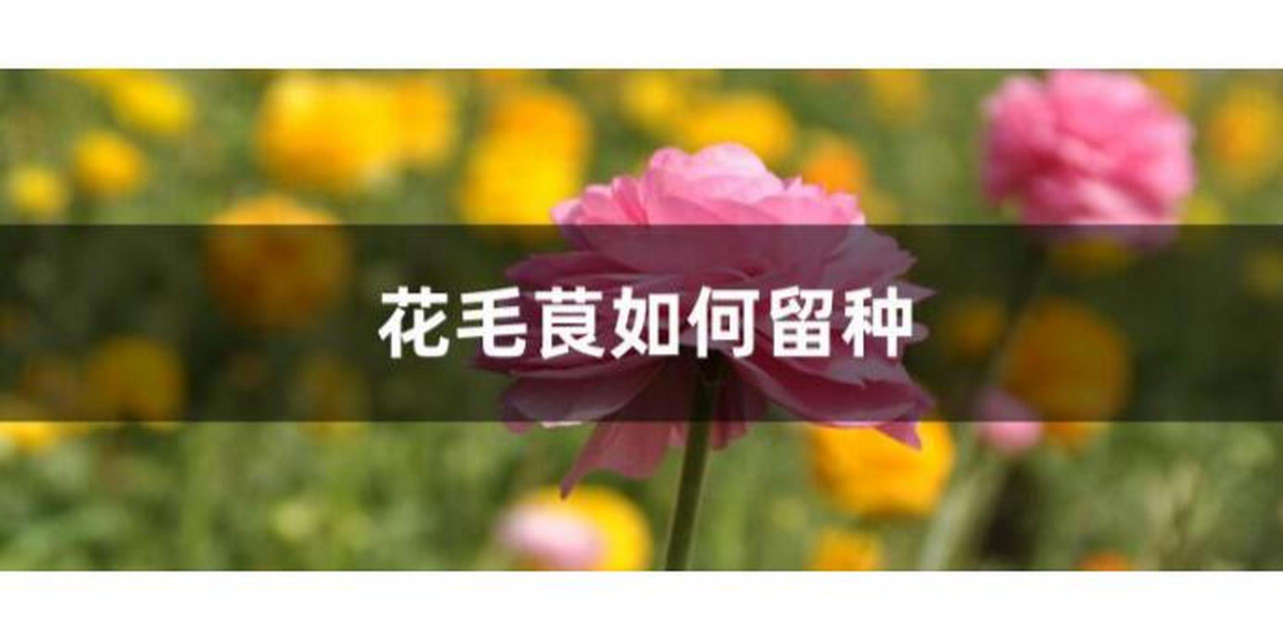 花毛茛如何留种图片