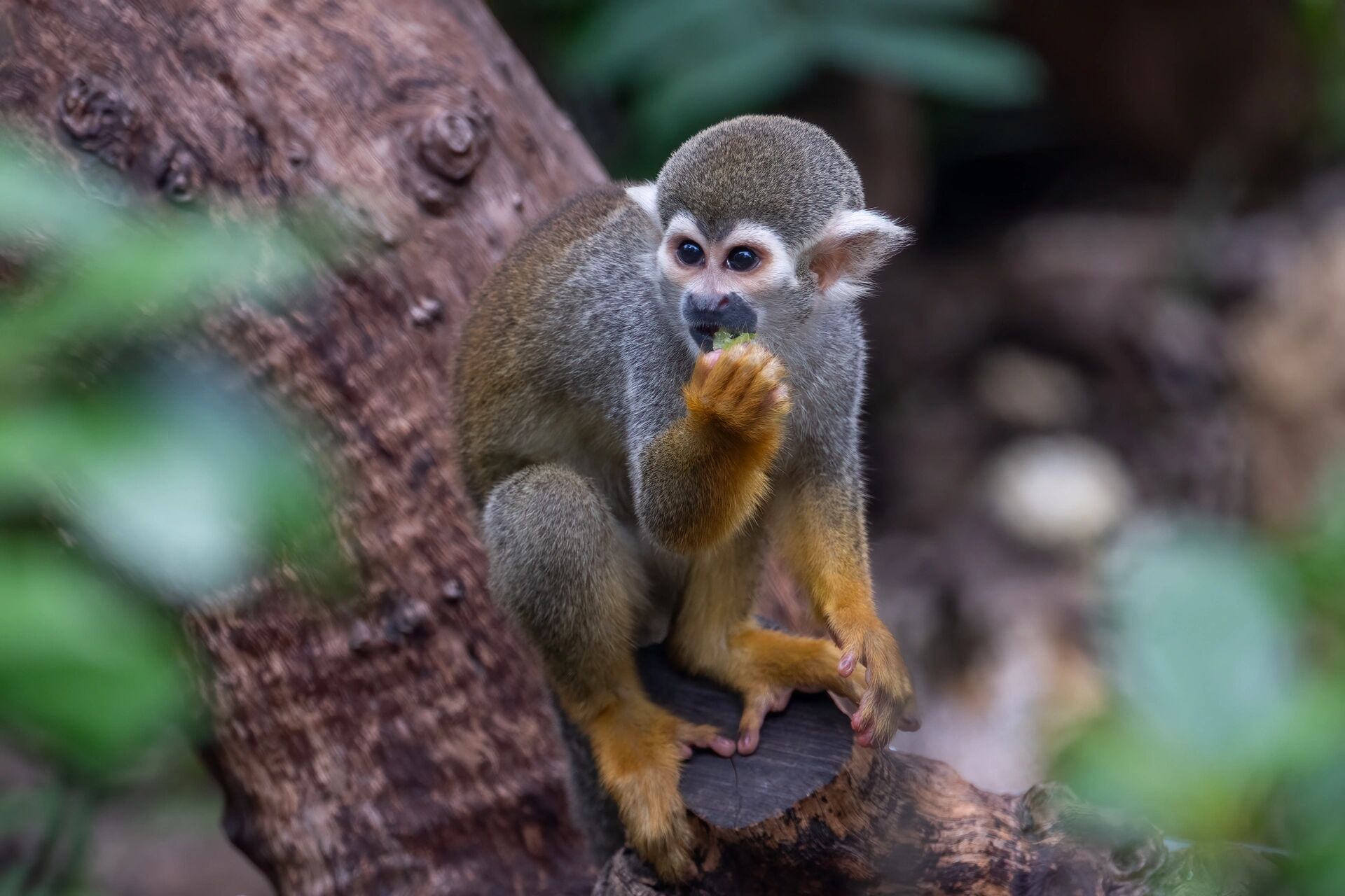南京红山森林动物园丨猴子篇