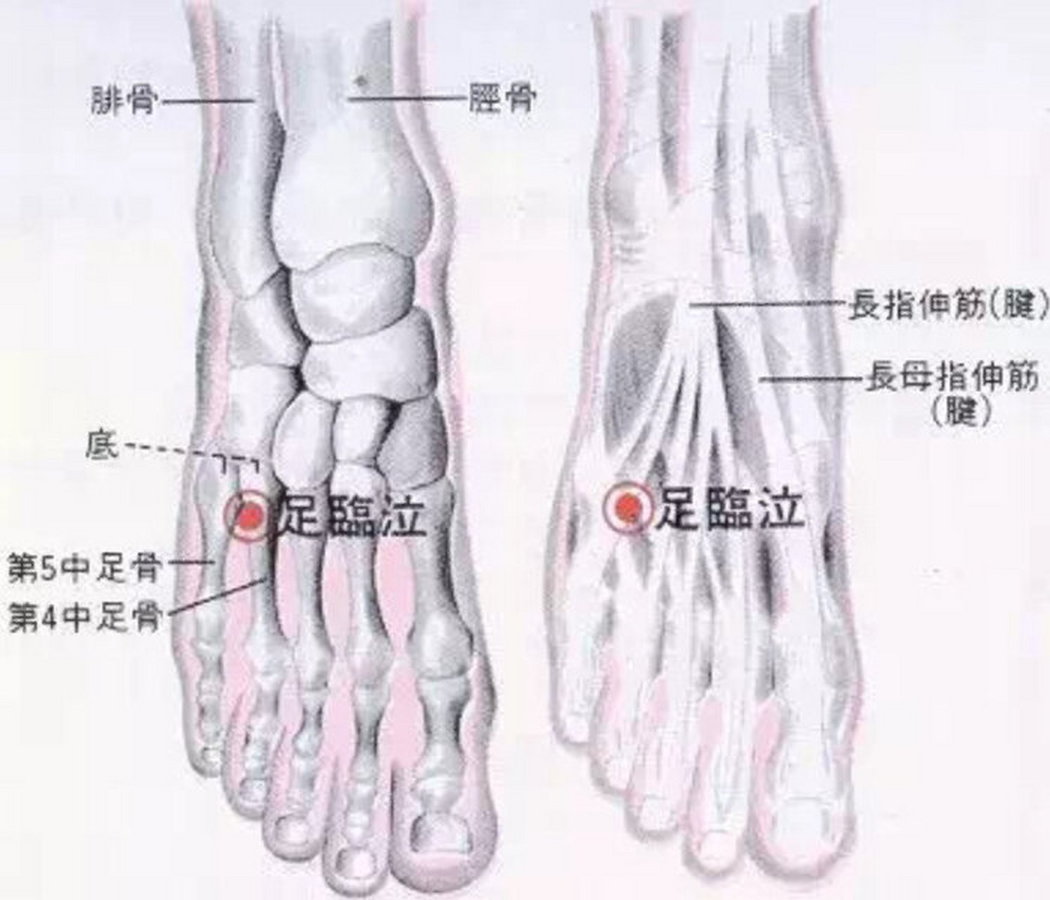 足临泣的位置在哪里图片