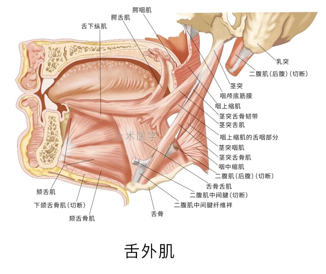 舌背位置图片