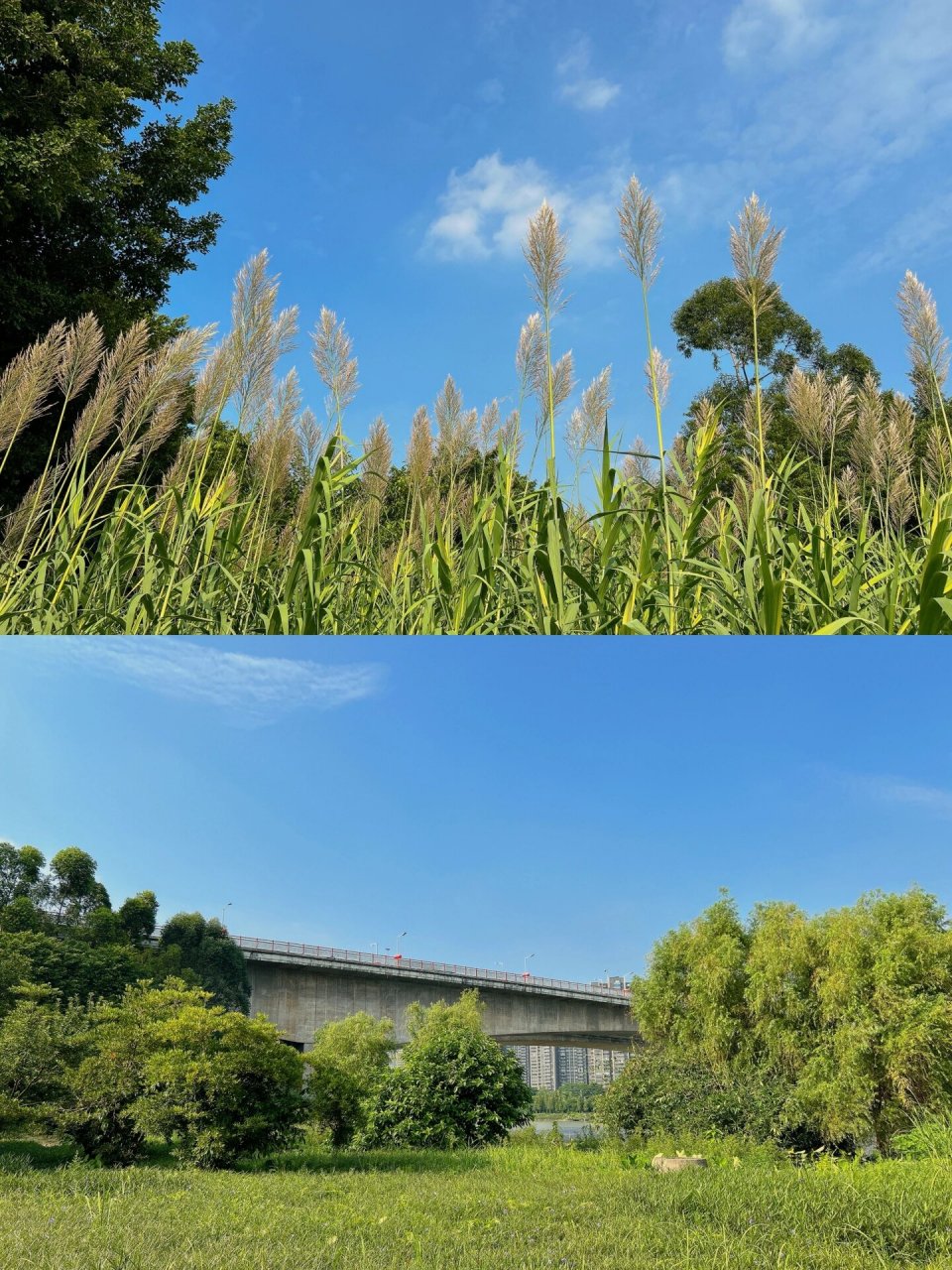 佛山适合遛狗的好地方绿岛湖湿地公园97 秋日 蓝天 绿地 周六 带上