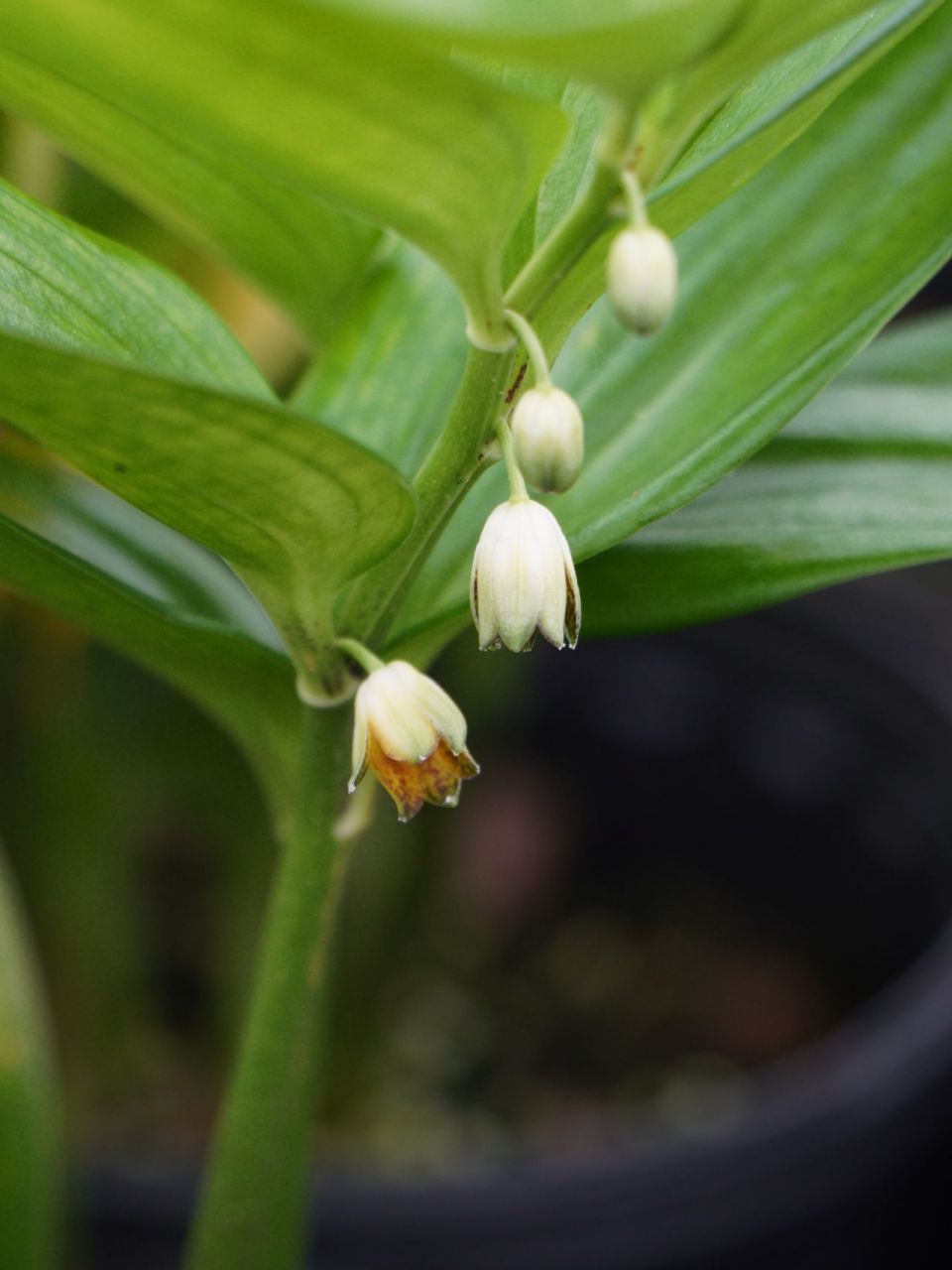 耐阴植物(四) 散斑竹根七 散斑竹根七02 disporo