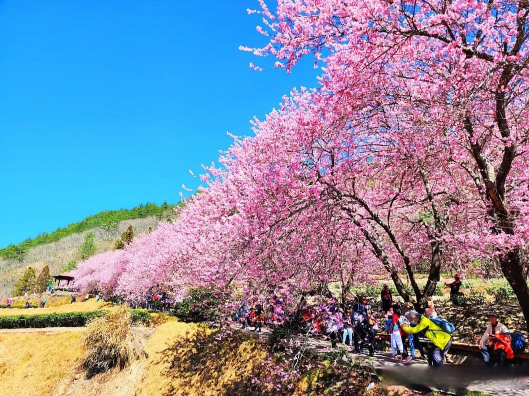 今年台湾的樱花也很漂亮.跟着拆哥看房