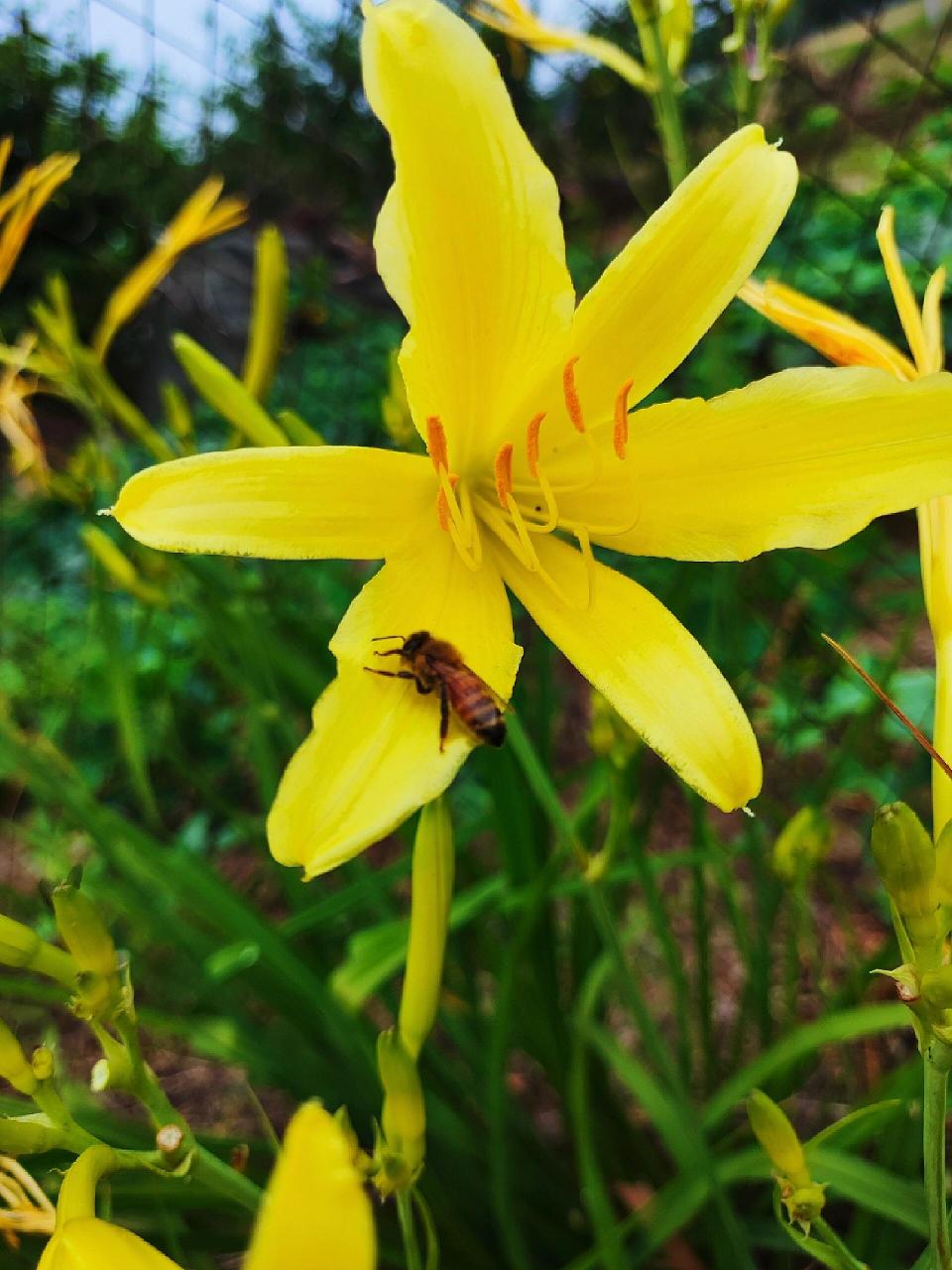 路边的金黄花可都认识? 拍几张乡村黄花,供大家分辨认识一下!