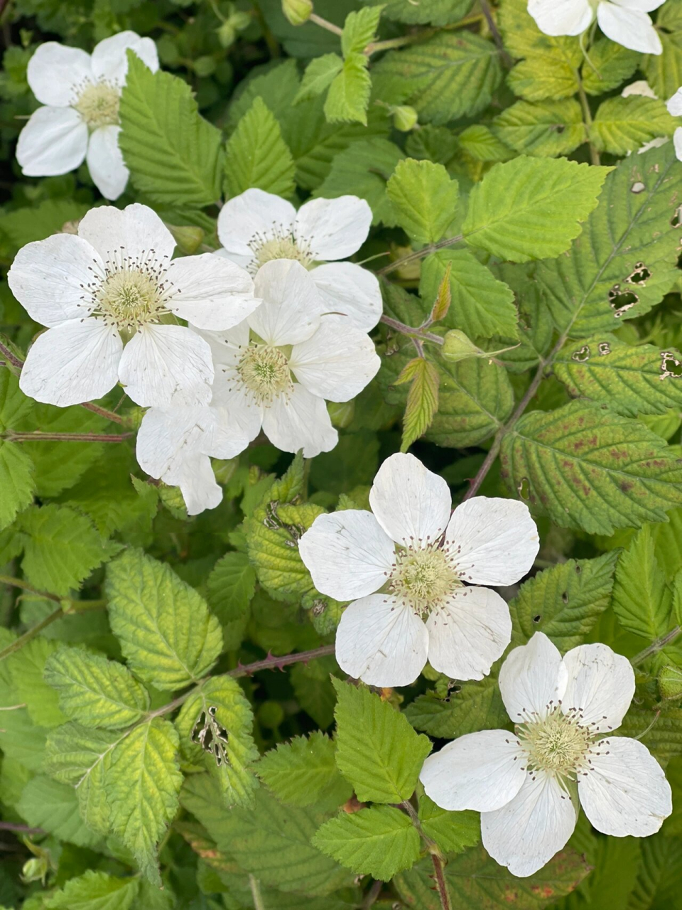 野树莓花