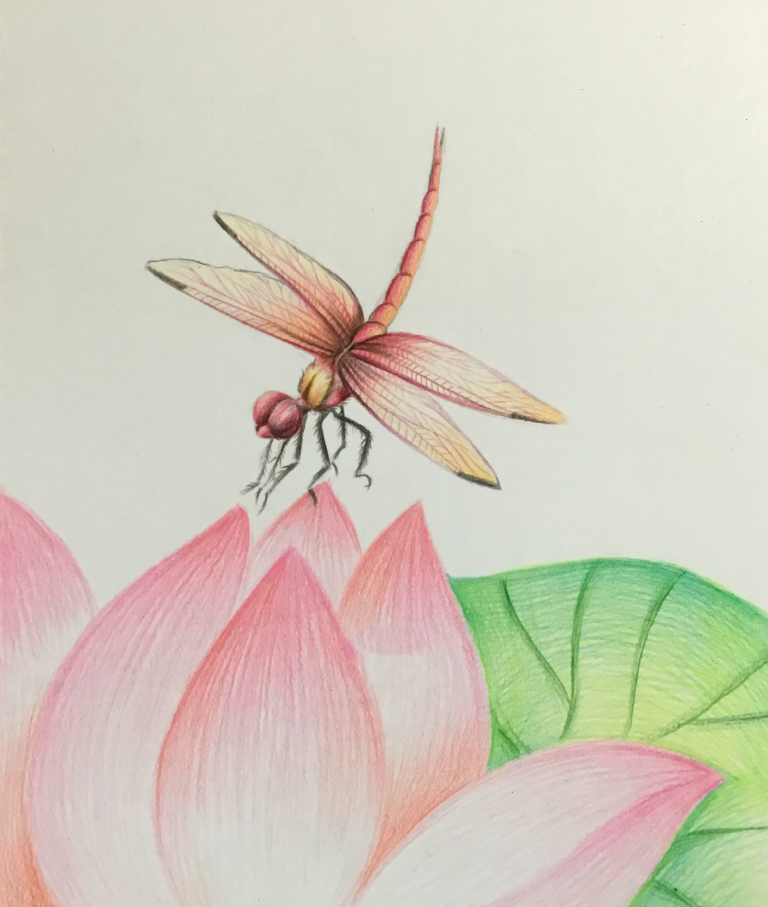 蜻蜓的画法彩铅图片