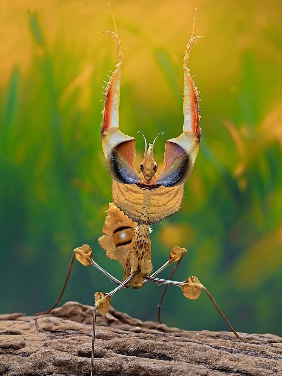 南京自然教育|神奇生物图鉴|世界上最大螳螂 生物名