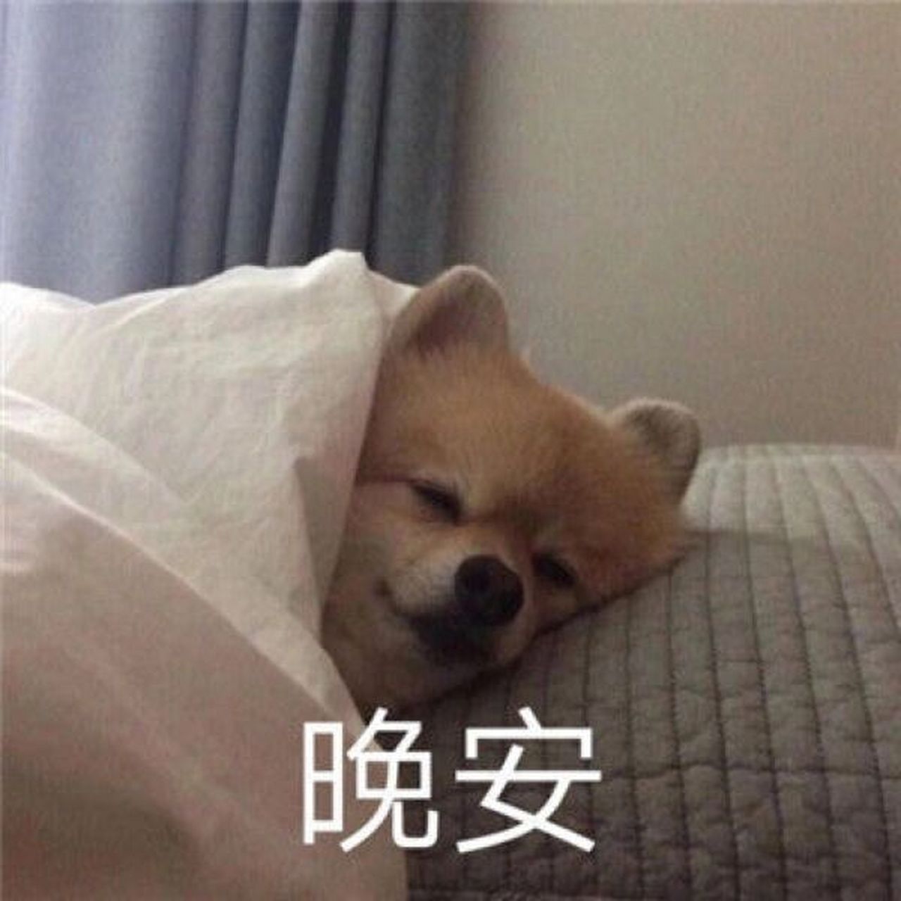 晚安表情包 让我看看是谁消息回了晚安,背地里偷偷地刷,做出这么不像