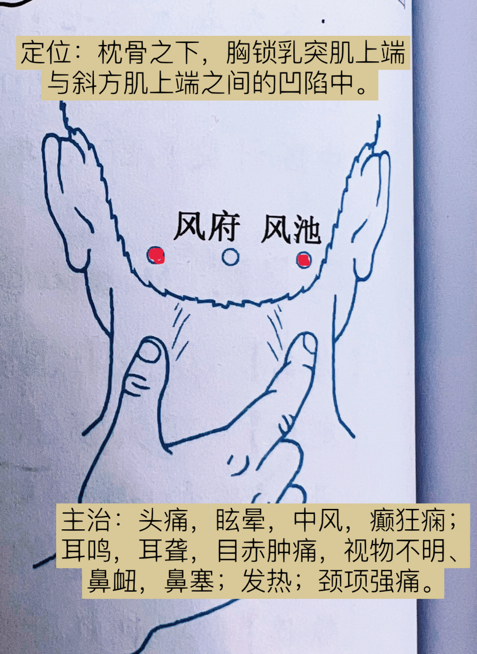 一天记一个穴位—风池 风池穴 ,属足少阳胆经,与阳维脉交会.