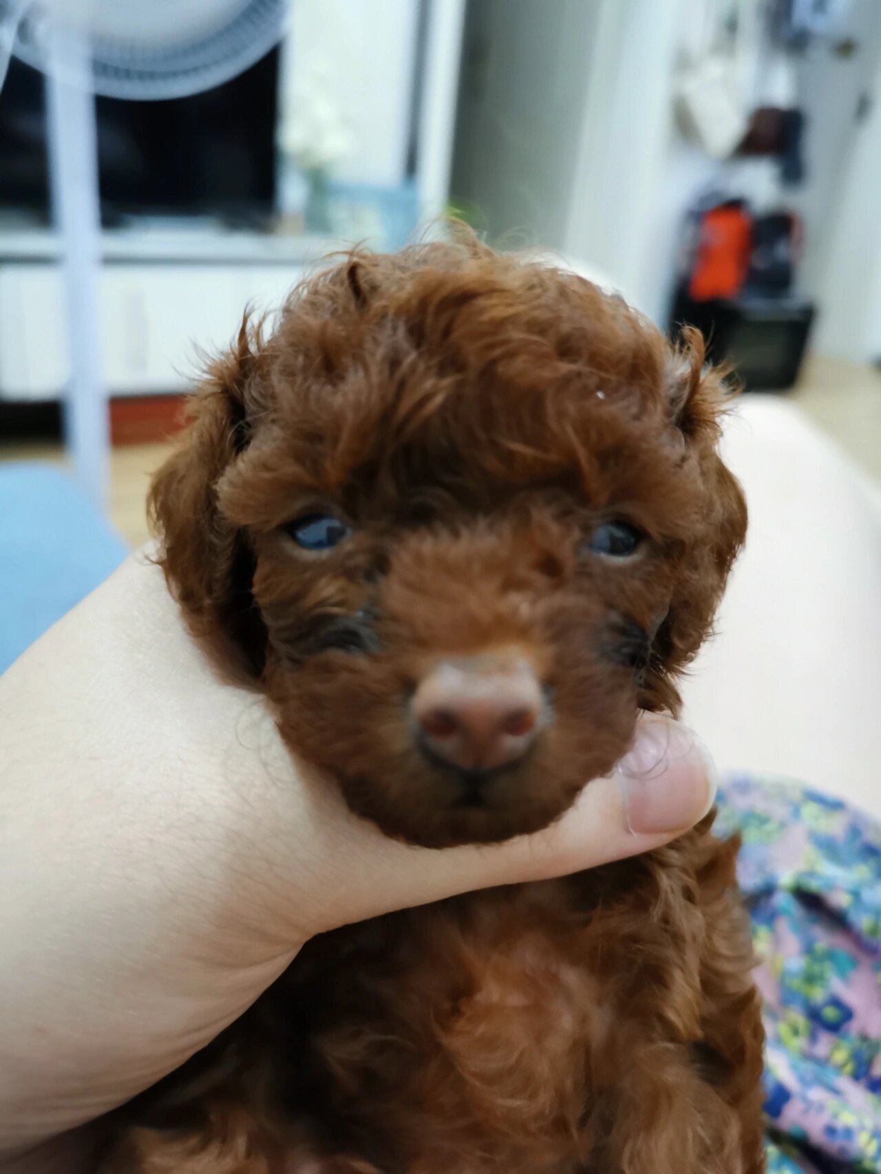 刚满月的泰迪幼犬鼻子一点不黑