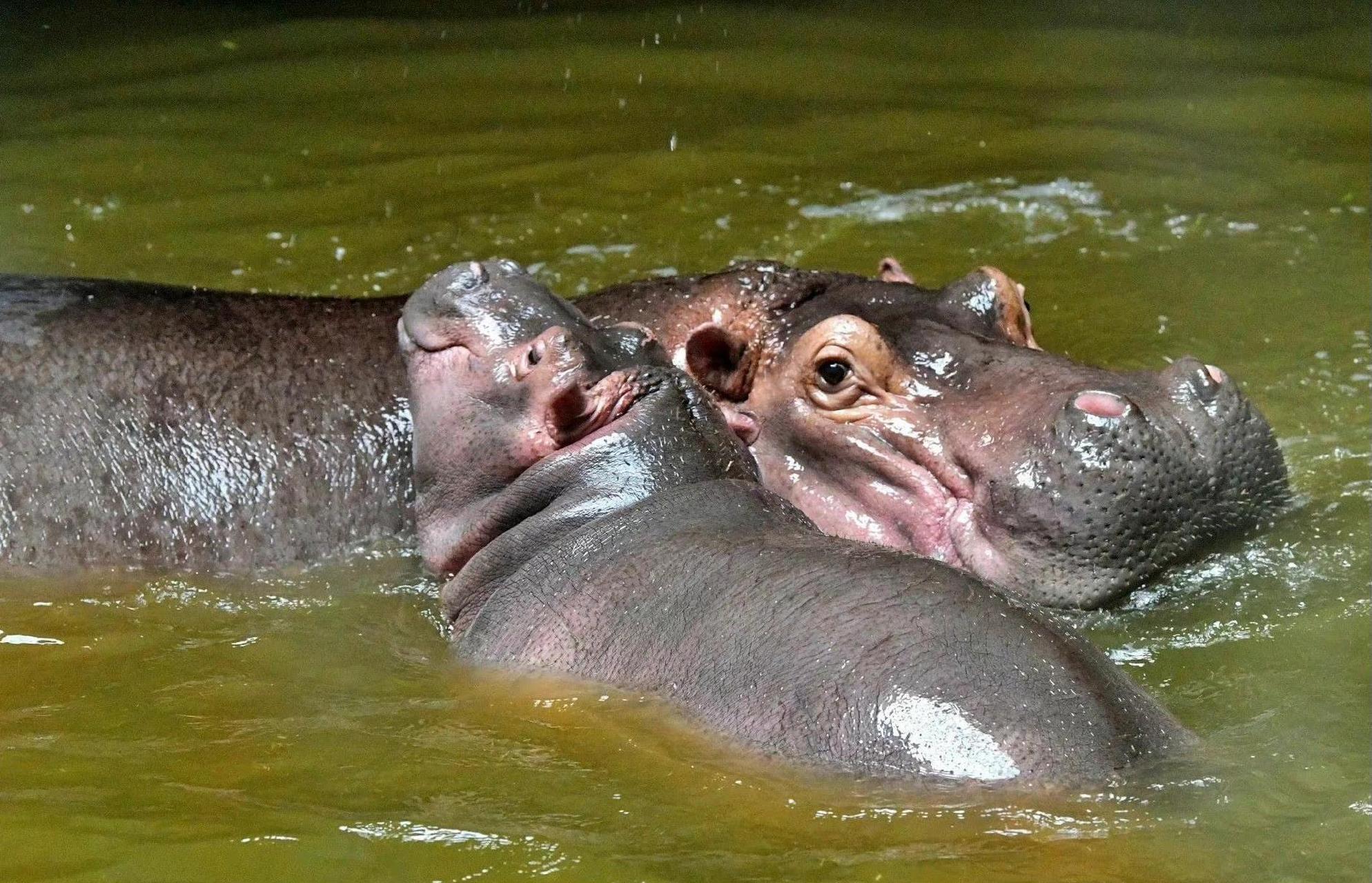 在这个特殊的时期,谨以此篇献给北京动物园的小河马,廿廿,在这个以