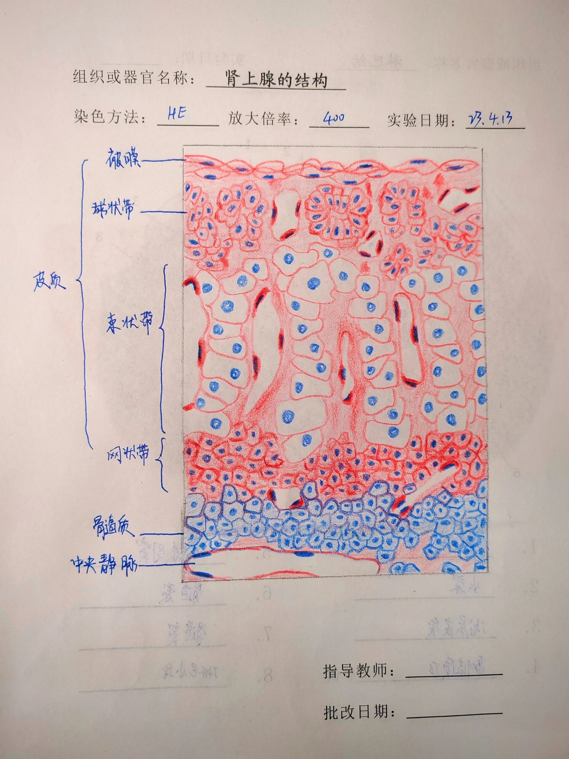 肾上腺结构红蓝铅笔绘图