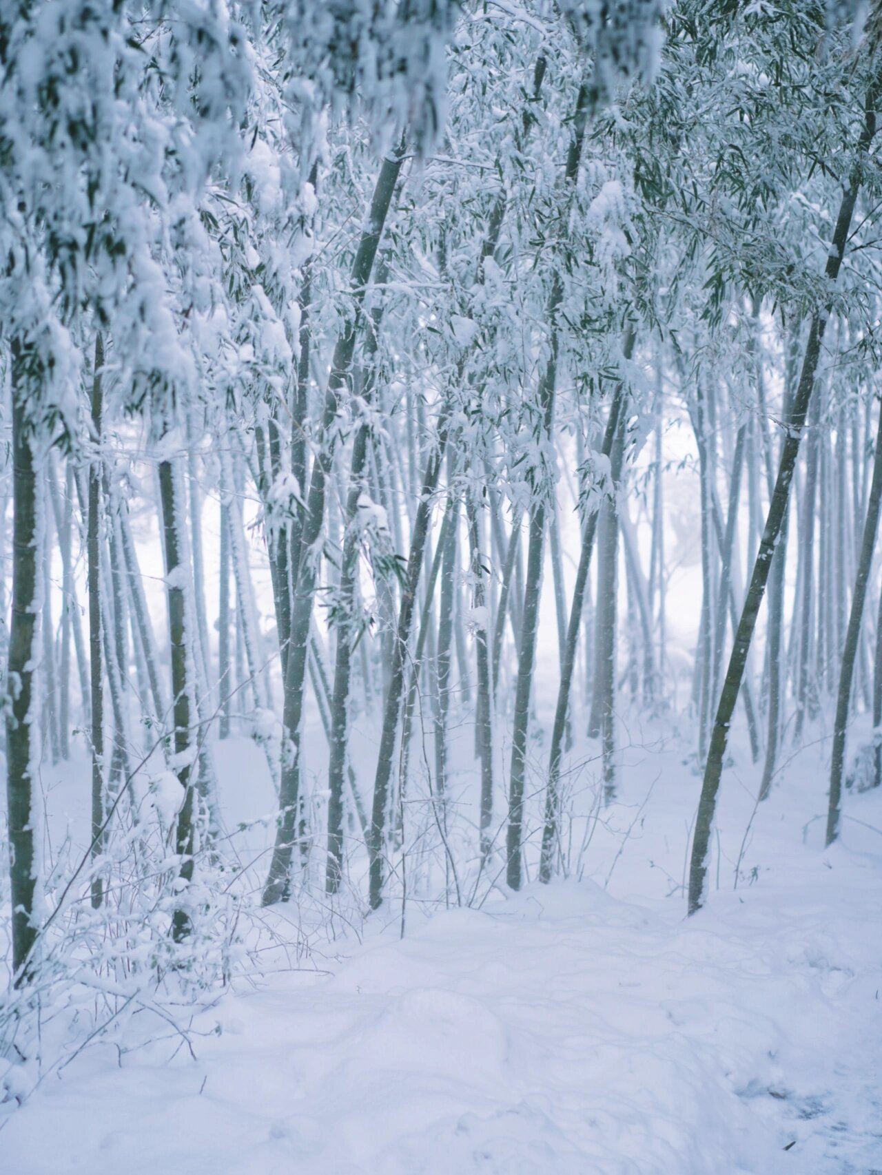 宜兴竹海雪景图片