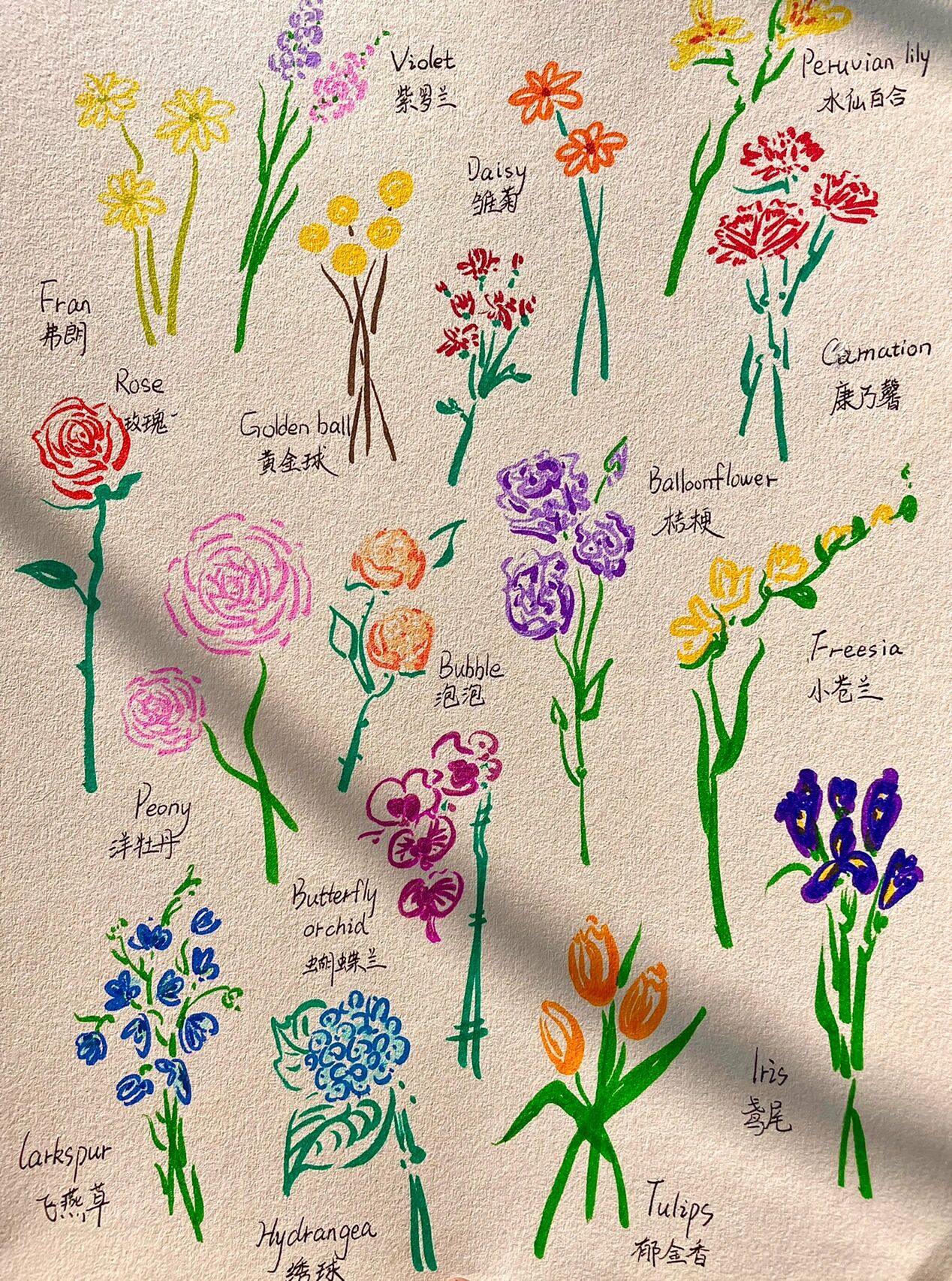 水彩笔|植物花卉|花材|装饰画