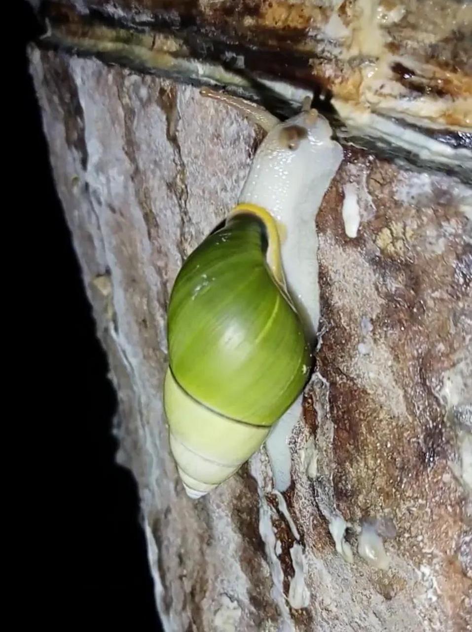 海南天然橡胶园里的绿色蜗牛,你是不是第一次见?